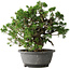 Juniperus chinensis Itoigawa, 24 cm, ± 25 jaar oud