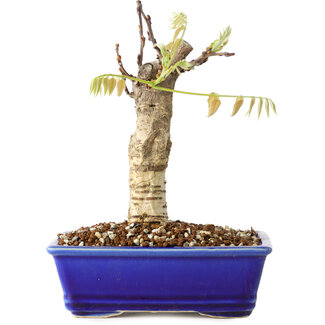 Wisteria sinensis, 20 cm, ± 8 jaar oud