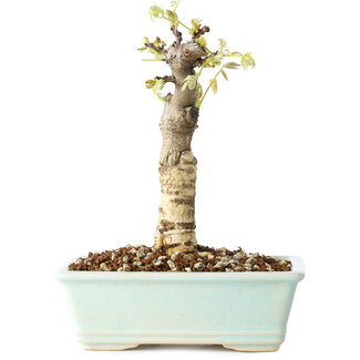 Wisteria sinensis, 20 cm, ± 8 jaar oud