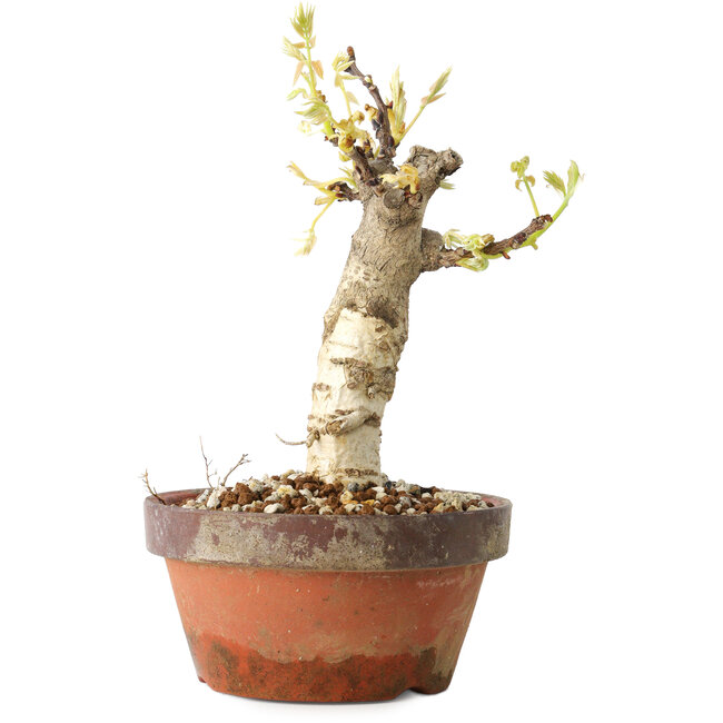 Wisteria sinensis, 20 cm, ± 8 Jahre alt, mit violetten bis blauen Blüten