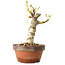 Wisteria sinensis, 20 cm, ± 8 jaar oud, met paarse tot blauwe bloemen