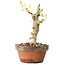 Glicine sinensis, 20 cm, ± 8 anni, con fiori dal viola al blu