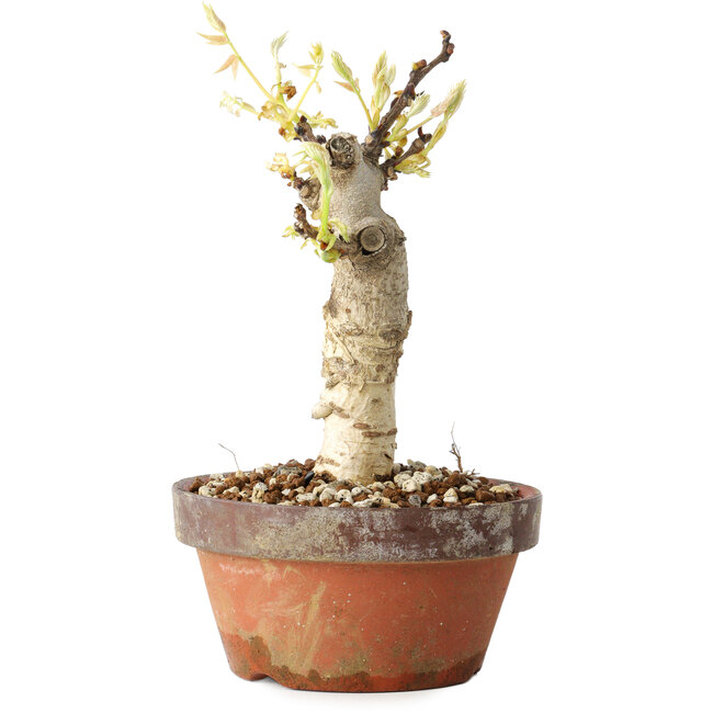 Wisteria sinensis, 20 cm, ± 8 años, con flores de color púrpura a azul.