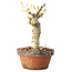 Glicine sinensis, 20 cm, ± 8 anni, con fiori dal viola al blu