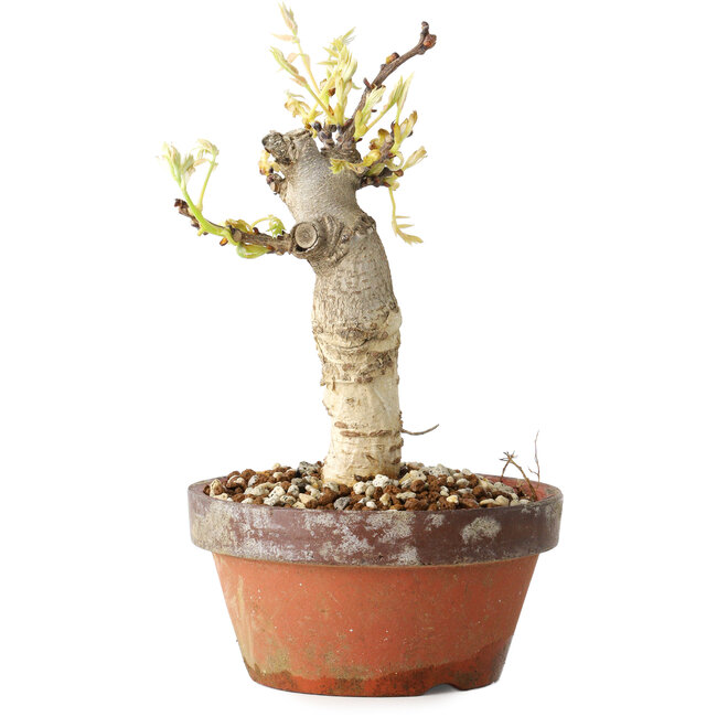 Wisteria sinensis, 20 cm, ± 8 years old, with purple to blue flowers