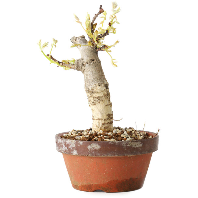 Wisteria sinensis, 20 cm, ± 8 years old, with purple to blue flowers