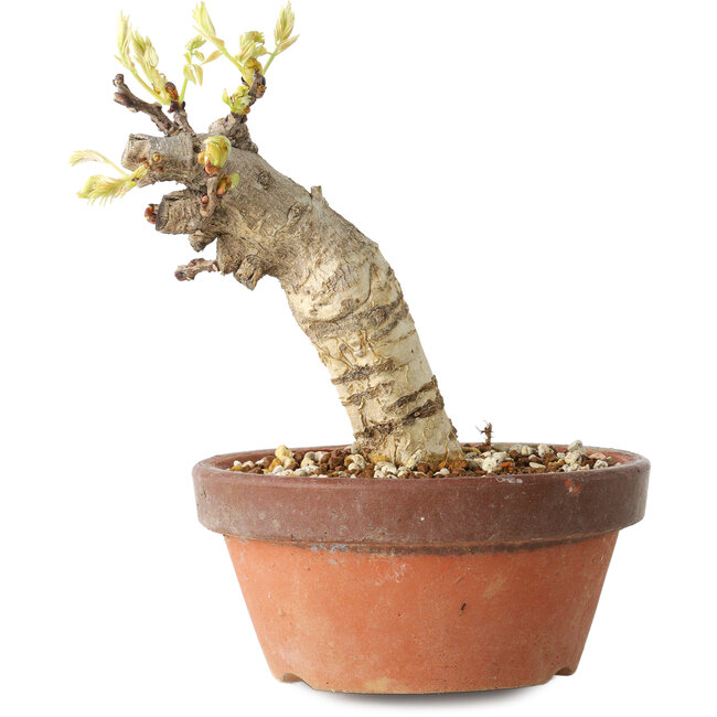 Wisteria sinensis, 20 cm, ± 8 Jahre alt, mit violetten bis blauen Blüten