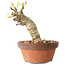 Glicine sinensis, 20 cm, ± 8 anni, con fiori dal viola al blu