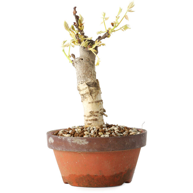 Wisteria sinensis, 20 cm, ± 8 years old, with purple to blue flowers