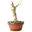 Glicine sinensis, 20 cm, ± 8 anni, con fiori dal viola al blu