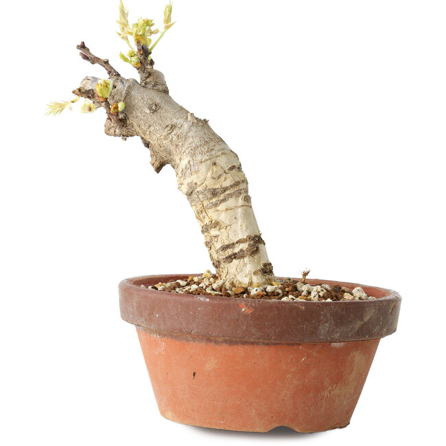 Wisteria sinensis, 20 cm, ± 8 Jahre alt, mit violetten bis blauen Blüten