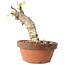 Glicine sinensis, 20 cm, ± 8 anni, con fiori dal viola al blu