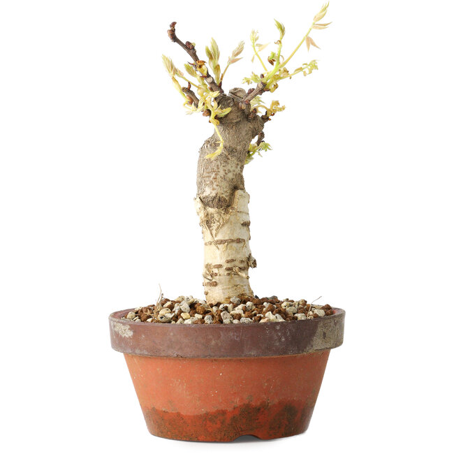 Wisteria sinensis, 20 cm, ± 8 years old, with purple to blue flowers