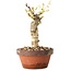 Glicine sinensis, 20 cm, ± 8 anni, con fiori dal viola al blu