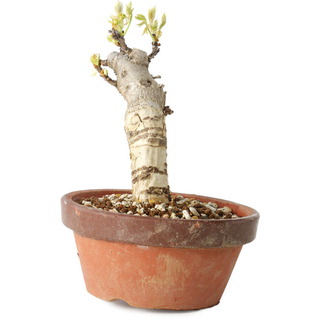 Wisteria sinensis, 20 cm, ± 8 Jahre alt, mit violetten bis blauen Blüten