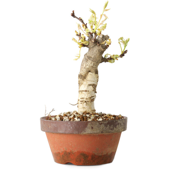 Wisteria sinensis, 20 cm, ± 8 ans, à fleurs violettes à bleues