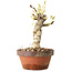 Glicine sinensis, 20 cm, ± 8 anni, con fiori dal viola al blu