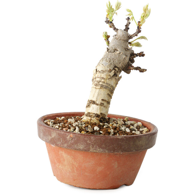 Wisteria sinensis, 20 cm, ± 8 Jahre alt, mit violetten bis blauen Blüten