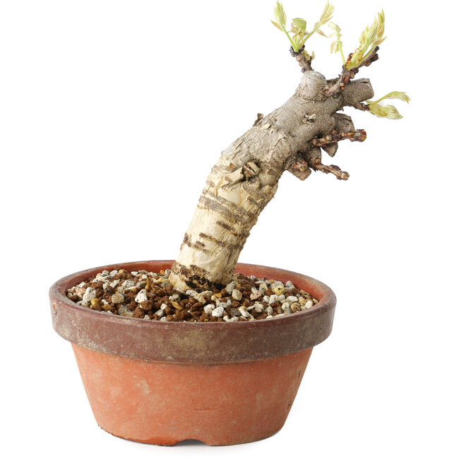 Wisteria sinensis, 20 cm, ± 8 Jahre alt, mit violetten bis blauen Blüten