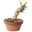Glicine sinensis, 20 cm, ± 8 anni, con fiori dal viola al blu