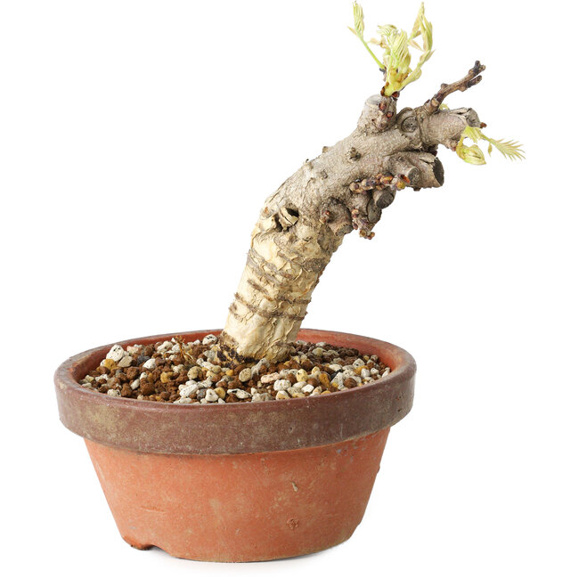 Wisteria sinensis, 20 cm, ± 8 años, con flores de color púrpura a azul.