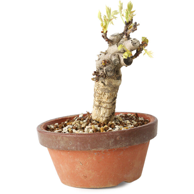 Wisteria sinensis, 20 cm, ± 8 ans, à fleurs violettes à bleues