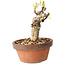 Glicine sinensis, 20 cm, ± 8 anni, con fiori dal viola al blu