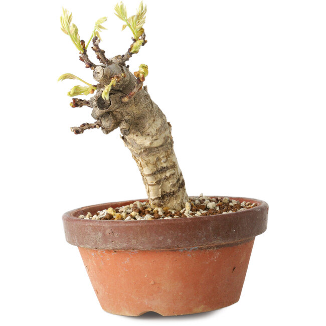 Wisteria sinensis, 20 cm, ± 8 Jahre alt, mit violetten bis blauen Blüten