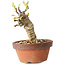 Glicine sinensis, 20 cm, ± 8 anni, con fiori dal viola al blu