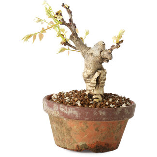 Wisteria sinensis, 20 cm, ± 8 jaar oud