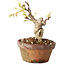 Glicine sinensis, 20 cm, ± 8 anni, con fiori dal viola al blu