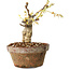 Glicine sinensis, 20 cm, ± 8 anni, con fiori dal viola al blu