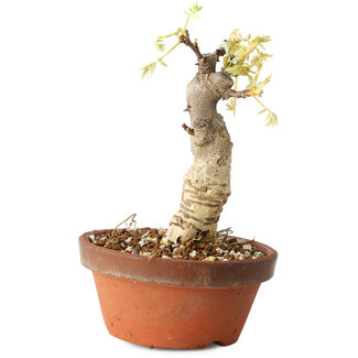 Wisteria sinensis, 20 cm, ± 8 jaar oud