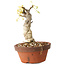 Wisteria sinensis, 20 cm, ± 8 years old, with purple to blue flowers