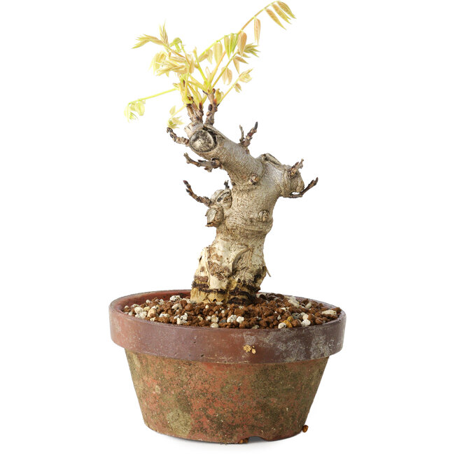 Wisteria sinensis, 20 cm, ± 8 Jahre alt, mit violetten bis blauen Blüten