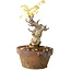 Wisteria sinensis, 20 cm, ± 8 jaar oud, met paarse tot blauwe bloemen