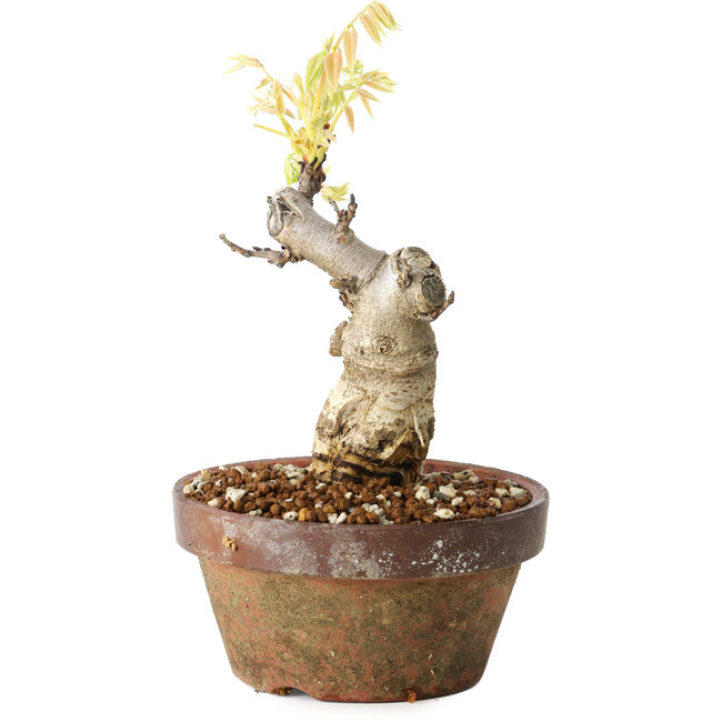 Wisteria sinensis, 20 cm, ± 8 años, con flores de color púrpura a azul.