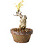Glicine sinensis, 20 cm, ± 8 anni, con fiori dal viola al blu