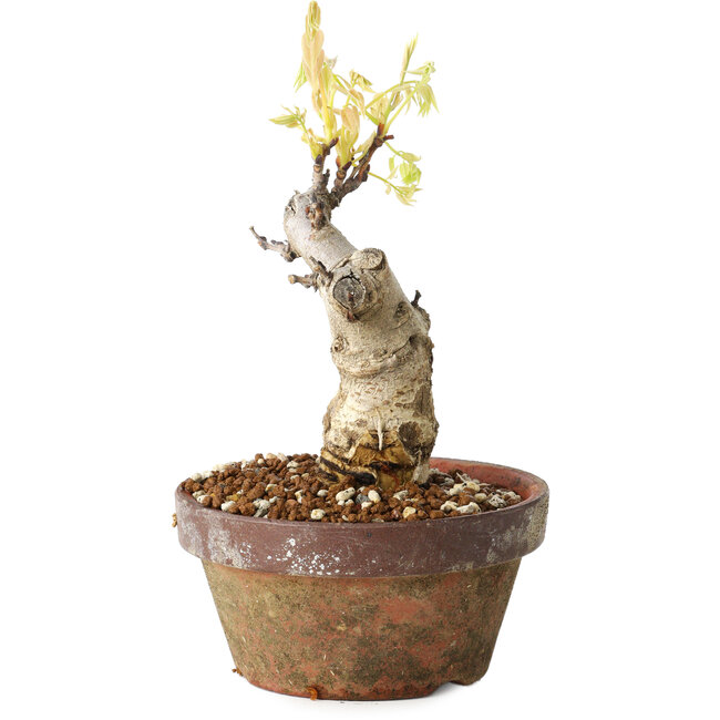 Wisteria sinensis, 20 cm, ± 8 Jahre alt, mit violetten bis blauen Blüten