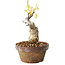 Glicine sinensis, 20 cm, ± 8 anni, con fiori dal viola al blu