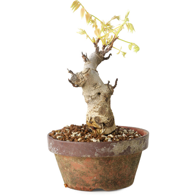 Wisteria sinensis, 20 cm, ± 8 Jahre alt, mit violetten bis blauen Blüten