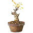Glicine sinensis, 20 cm, ± 8 anni, con fiori dal viola al blu