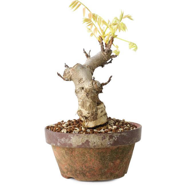 Wisteria sinensis, 20 cm, ± 8 años, con flores de color púrpura a azul.