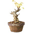 Glicine sinensis, 20 cm, ± 8 anni, con fiori dal viola al blu