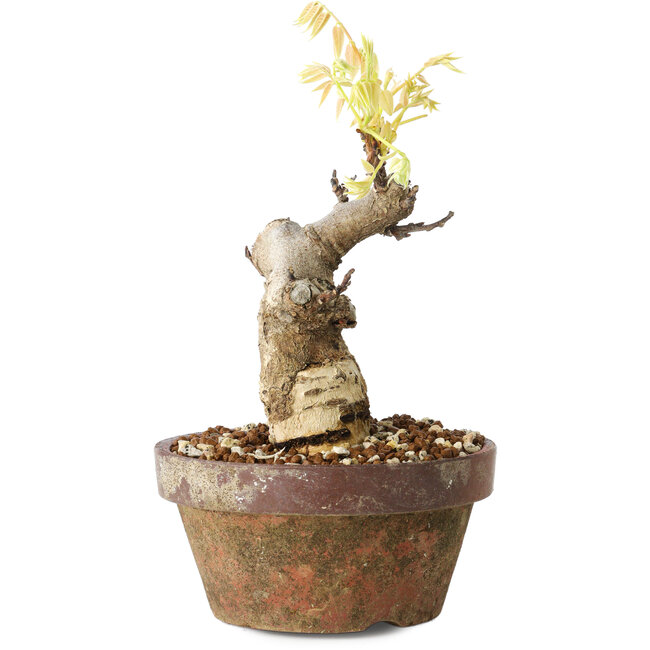 Wisteria sinensis, 20 cm, ± 8 Jahre alt, mit violetten bis blauen Blüten