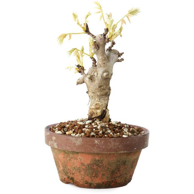 Wisteria sinensis, 20 cm, ± 8 Jahre alt, mit violetten bis blauen Blüten