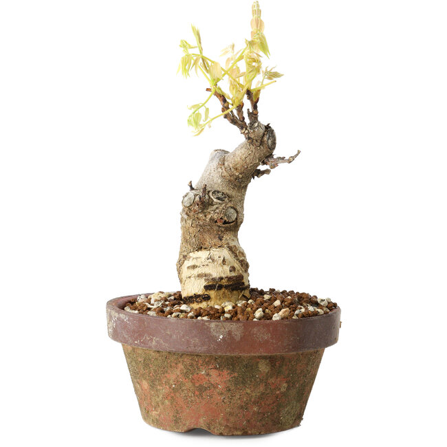 Wisteria sinensis, 20 cm, ± 8 años, con flores de color púrpura a azul.