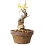 Glicine sinensis, 20 cm, ± 8 anni, con fiori dal viola al blu