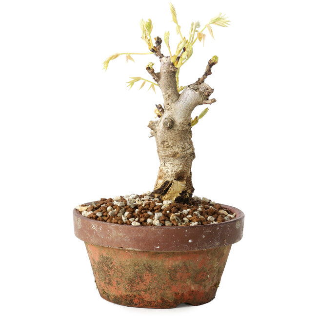 Wisteria sinensis, 20 cm, ± 8 Jahre alt, mit violetten bis blauen Blüten