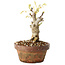 Wisteria sinensis, 20 cm, ± 8 jaar oud, met paarse tot blauwe bloemen
